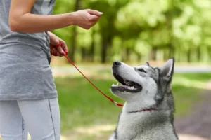5 Maneiras de Manter Seu Cão Ativo e Saudável | Treinamento
