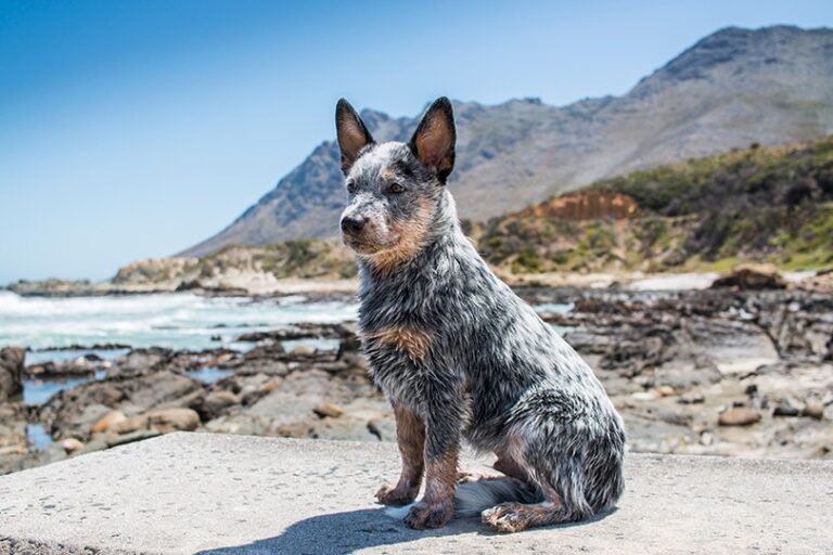 Australian Cattle Dog