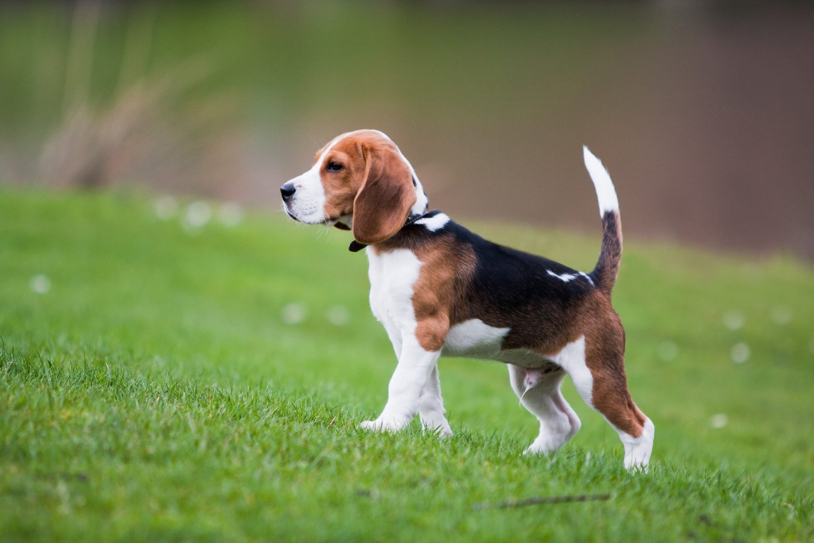 Beagle Raça de Cachorro