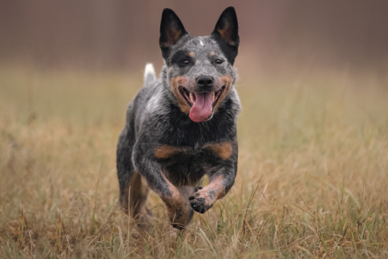 Blue Heeler