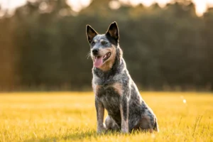 Boiadeiro Australiano Raça de Cachorro