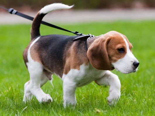 Beagle Raça de Cachorro