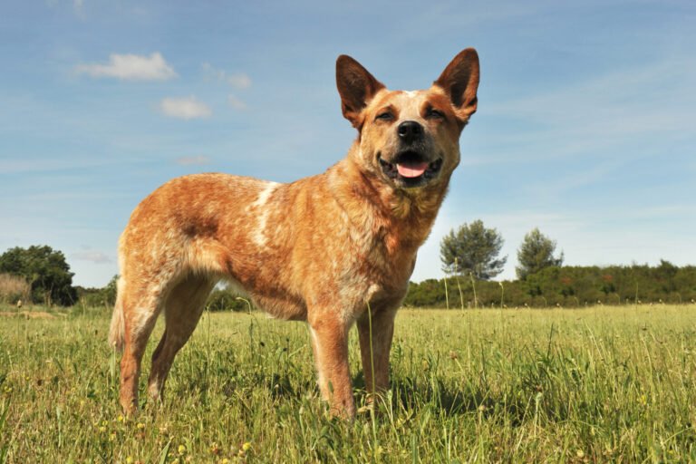 Red Heeler Raça Cachorro