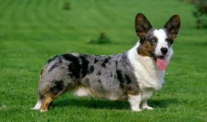 Cardigan Welsh Corgi