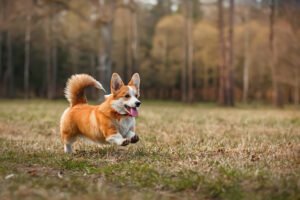 Pembroke Welsh Corgi