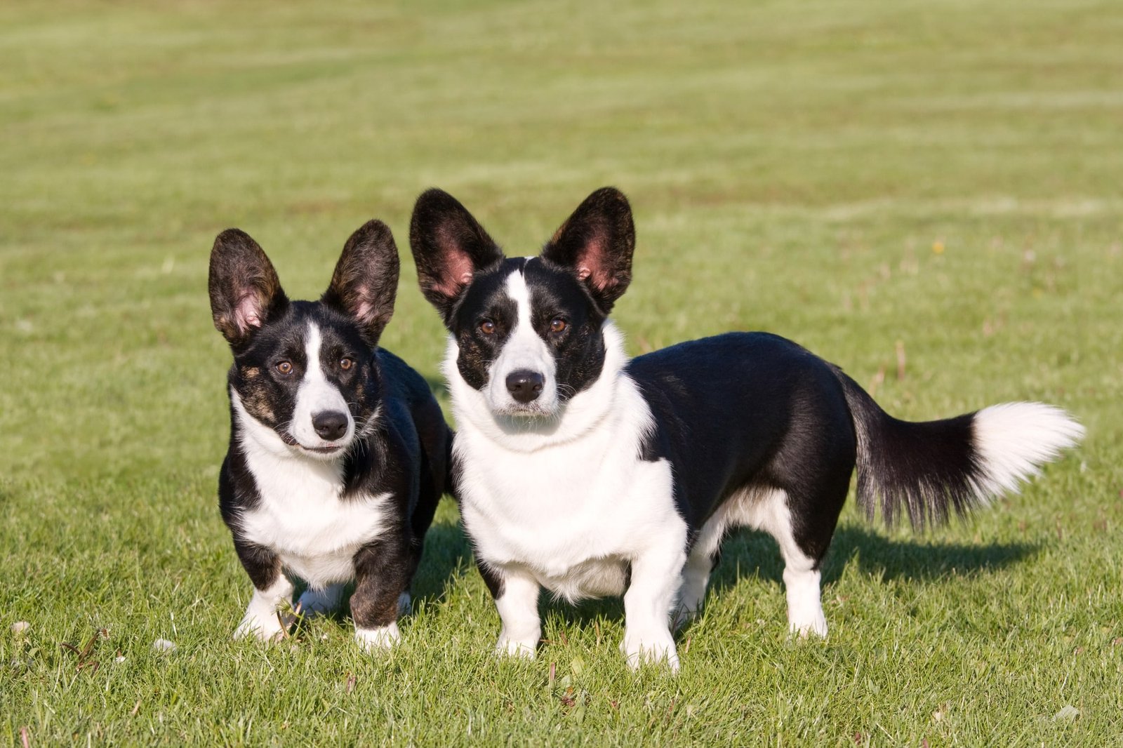 Cardigan Welsh Corgi