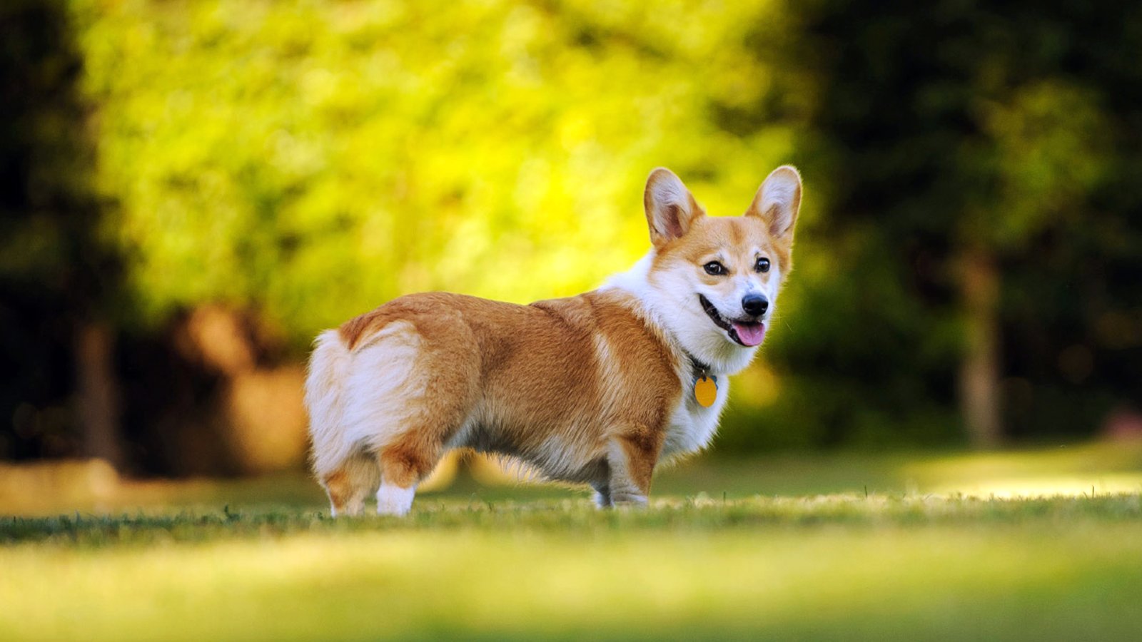 Corgi Raça de Cachorro