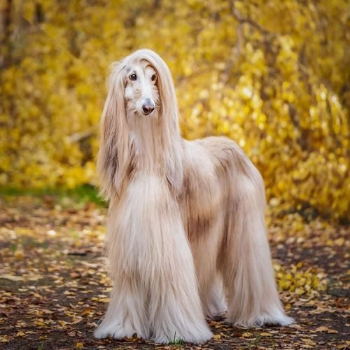 Afghan Hound (Galgo Afegão)