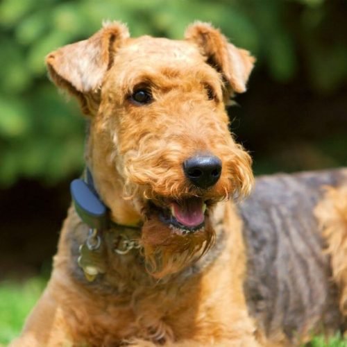 Raça de Cachorro Airedale Terrier