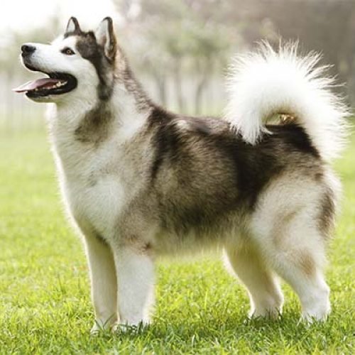 Alaskan Malamute Raça