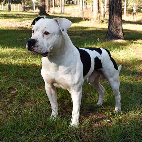 American Bulldog