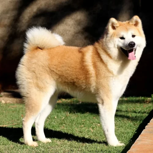 Raça Akita Inu