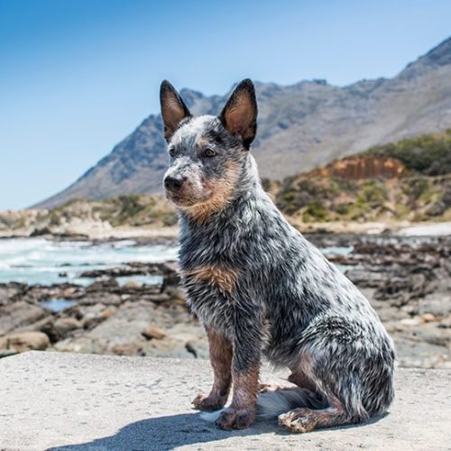 Australian Cattle Dog