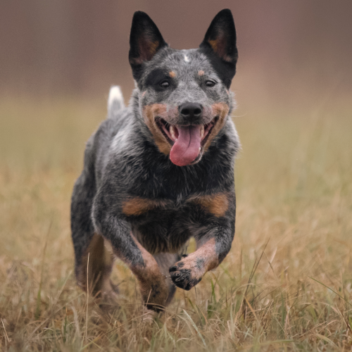 Blue Heeler