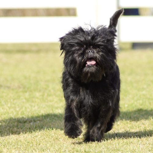 Cachorro da Raça Affenpinscher