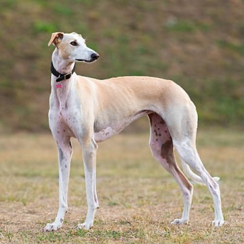 Galgo Espanhol