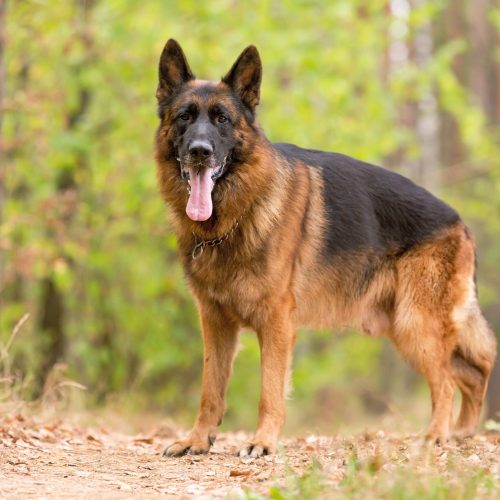 Pastor Alemão Raça de Cachorro