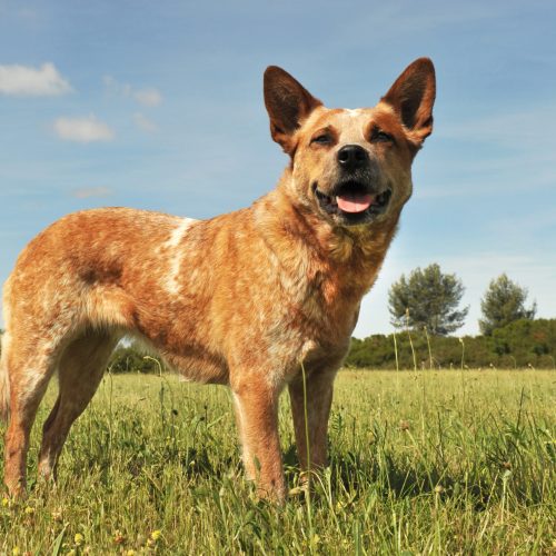 Red Heeler Raça Cachorro